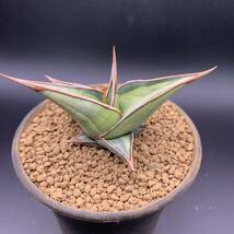 03【超美苗】多肉植物 サンスベリア ピンギキュラ 斑入 Sansevieria Pinguicula Variegated 鮮明斑 選抜極上株_画像1