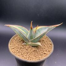 04【超美苗】多肉植物 サンスベリア ピンギキュラ 斑入 Sansevieria Pinguicula Variegated 鮮明斑 選抜極上株_画像1