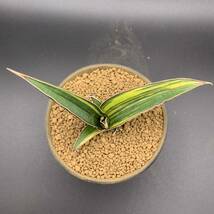 01【超希少】多肉植物 サンスベリア ドリスフェニー 斑入 Sansevieria Doris Pfenning Variegated 鮮明斑 選抜極上株 中株_画像3