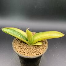 01【超希少】多肉植物 サンセベリア パテンス 斑入 Sansevieria Patens variegated 鮮明斑入 選抜極上株 美苗_画像1