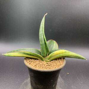 02【超希少】多肉植物 サンセベリア パテンス 斑入 Sansevieria Patens variegated 鮮明斑入 選抜極上株 美苗