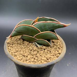 01【大人気】多肉植物 サンスベリア ロリダ Sansevieria Rorida 選抜上株 美苗