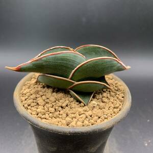 04【大人気】多肉植物 サンスベリア ロリダ Sansevieria Rorida 選抜上株 美苗