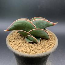 04【大人気】多肉植物 サンスベリア ロリダ Sansevieria Rorida 選抜上株 美苗_画像2