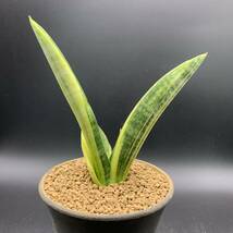 02【激レア】多肉植物 サンスベリア マーシャ アンジャニ 斑入 Sansevieria Marsha Anjani Variegated 美苗 鮮明黄斑 選抜極上株_画像1