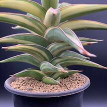 01【特大苗】多肉植物 サンスベリア ラブラノス 斑入 Sansevieria Lavranos Variegated 美苗 鮮明黄斑 選抜極上株_画像2