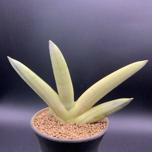 01【希少】多肉植物 サンスベリア ボンセレンシス 白斑 Sansevieria Boncellensis White Variegated 鮮明白斑 選抜極上株 美苗