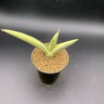 02【希少】多肉植物 サンスベリア ボンセレンシス 白斑 Sansevieria Boncellensis White Variegated 鮮明白斑 選抜極上株 美苗_画像5