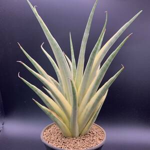 01【希少】多肉植物 サンスベリア グラキリス 斑入 Sansevieria Gracilis Variegated 大株 鮮明黄斑 選抜極上株