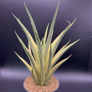 02【希少】多肉植物 サンスベリア グラキリス 斑入 Sansevieria Gracilis Variegated 大株 鮮明黄斑 選抜極上株