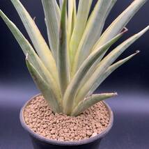 03【希少】多肉植物 サンスベリア グラキリス 斑入 Sansevieria Gracilis Variegated 大株 鮮明黄斑 選抜極上株_画像2