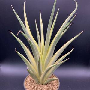 03【希少】多肉植物 サンスベリア グラキリス 斑入 Sansevieria Gracilis Variegated 大株 鮮明黄斑 選抜極上株