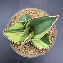 01【大人気】多肉植物 サンスベリア サムライ ドワーフ錦 Sansevieria Samurai Dwarf Variegated 鮮明黄斑 選抜極上株 美苗_画像2