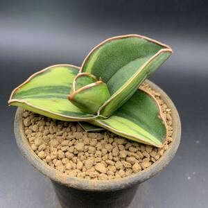 01【大人気】多肉植物 サンスベリア サムライ ドワーフ錦 Sansevieria Samurai Dwarf Variegated 鮮明黄斑 選抜極上株 美苗