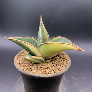 01【超希少】多肉植物 サンスベリア ヨハネスブルグ 斑入 Sansevieria Johannesburg Variegata 選抜極上株 鮮明斑 美苗