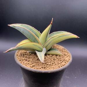 02【超希少】多肉植物 サンスベリア ヨハネスブルグ 斑入 Sansevieria Johannesburg Variegata 選抜極上株 鮮明斑 美苗