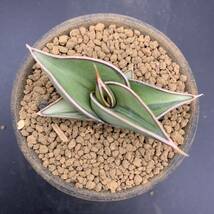 02【激レア】多肉植物 サンスベリア ロリダ 斑入 Sansevieria Rorida Variegated 鮮明斑 選抜極上株_画像4