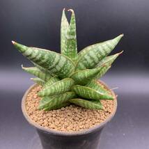 01【新入荷】多肉植物 サンスベリア ジャターユ Sansevieria Jatayu 選抜極上株 美苗_画像3