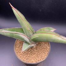 01【希少】多肉植物 サンスベリア ロブスタ ホワイト Sansevieria Robusta White variegata 美苗 選抜極上斑 白斑_画像3