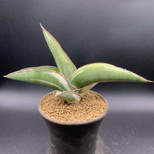 01【希少】多肉植物 サンスベリア ロブスタ ホワイト Sansevieria Robusta White variegata 美苗 選抜極上斑 白斑