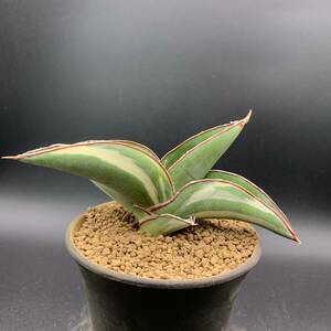 03【希少】多肉植物 サンスベリア ロブスタ ホワイト Sansevieria Robusta White variegata 美苗 選抜極上斑 白斑