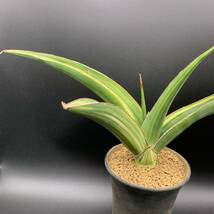 01【超レア】多肉植物 サンスベリア ピンギキュラ × トムグランベリー Sansevieria Pinguicula × Tom Grumbley 選抜極上株 鮮明黄斑 美苗_画像2