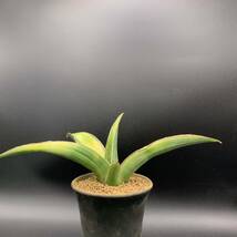 02【超レア】多肉植物 サンスベリア ピンギキュラ × トムグランベリー Sansevieria Pinguicula × Tom Grumbley 選抜極上株 鮮明黄斑 美苗_画像2