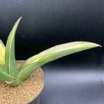 02【超レア】多肉植物 サンスベリア ピンギキュラ × トムグランベリー Sansevieria Pinguicula × Tom Grumbley 選抜極上株 鮮明黄斑 美苗_画像5