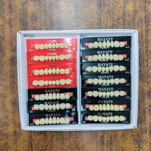 歯科技工 クエスト アクリルレジン人工歯 臼歯 x 14枚の画像1