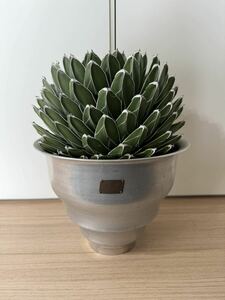 1 jpy start agave .. snow creel Tria regina finest quality stock 30cm ball stock potted plant 
