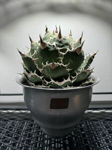 1 jpy start agave FO076 ball stock finest quality large stock photograph actual article or goods potted plant 