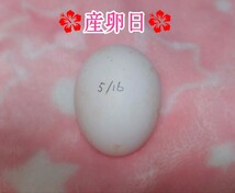 メンフクロウの卵 食用有精卵 ・1個_画像6