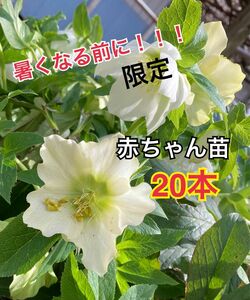 クリスマスローズ　20苗　花　苗