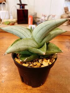 サンセベリア ミーディー Sansevieria Mee Dee 希少