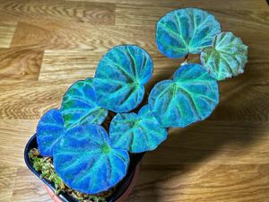 ベゴニア sp.サラワク Begonia sp. Sarawak 