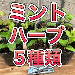 ミント ハーブ ペニーロイヤル 虫除け 苗 果物 フルーツ ハッカ 希少 レア無農薬 防虫 グランドカバー カメムシ対策