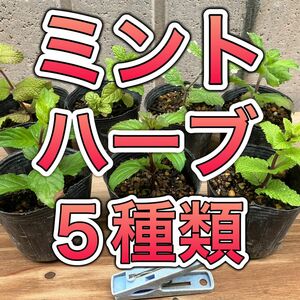 ５種 ミント ハーブ 苗 無農薬 果物 アップル カクテル グランドカバー 防虫 メントール ハッカ 虫除け カメムシ