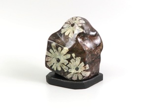 059# chrysanthemum stone?. stone appreciation stone ornament 