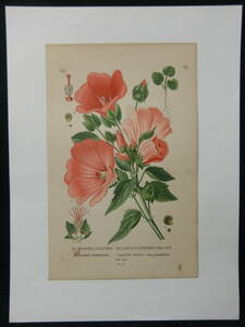 ボタニカルアート ハナアオイ SPANISH LAVATERA,LARGE-FLOWERED MALOPE PL.47 エドワード ステップ クロモリトグラフィー　1896年～97年