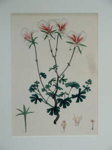ボタニカルアート　銅版画 　手彩色　　 ぺラルゴ二ウム 　植物画