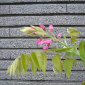 珍しい品種の藤 【昭和紅藤】 樹高約95cm ピンク花 の画像4
