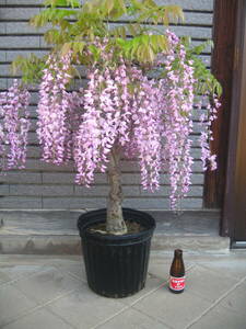 ピンク花の藤　【本紅】　樹高約65cm　開花中