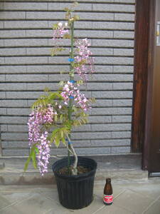 ピンク花の藤　【本紅】　樹高約85cm　開花中　②