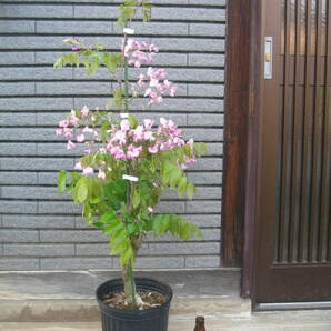 珍しい品種の藤 【昭和紅藤】 樹高約95cm ピンク花 の画像1
