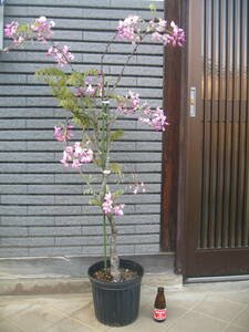 珍しい品種の藤　【昭和紅藤】　樹高約1m　ピンク花　