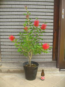  brush. tree gold .. red flower height of tree approximately 75cm