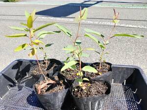 [ free shipping ] lemon eucalyptus 5 piece real raw seedling 10.5cm pot height of tree 10~20cm insecticide. tree Yamanashi prefecture .. city .. natural less pesticide our company production HerbEucaly