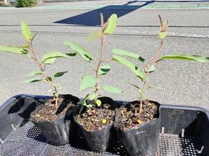 [ free shipping ] lemon eucalyptus 3 piece real raw seedling 10.5cm pot height of tree 10~20cm insecticide. tree Yamanashi prefecture .. city .. natural less pesticide our company production HerbEucaly