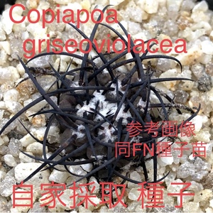 ① 自家採取種子 10粒 コピアポア グリセオビオラセア Copiapoa griseoviolacea JN1971 検索 @Leafy works 黒王丸