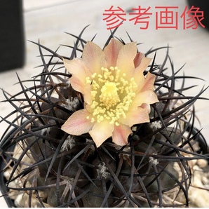 ② 自家採取種子 10粒 コピアポア グリセオビオラセア Copiapoa griseoviolacea JN1971 検索 @Leafy works 黒王丸の画像5